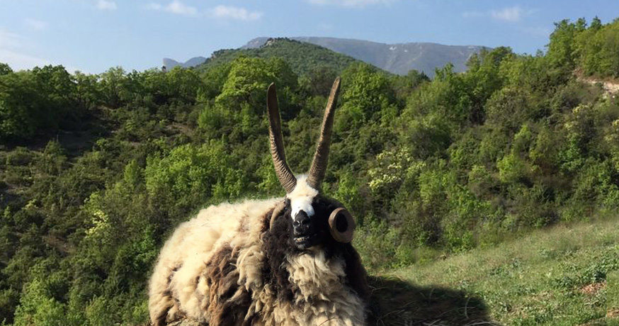 Hunting Area Nidze - Mouton a quatre cornes