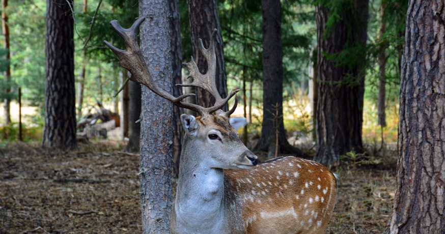 Hunting Area Nidze - Fallow Deer (Dama Dama)